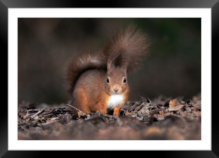 red squirrel from ground level  Framed Mounted Print by Alan Tunnicliffe