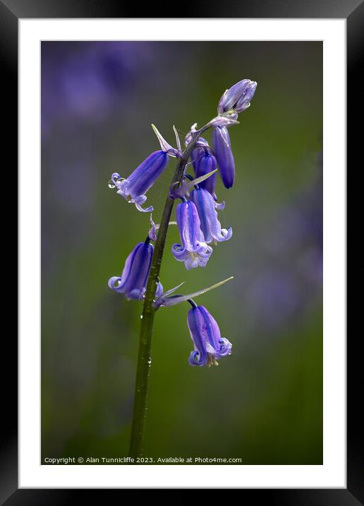 Bluebell Framed Mounted Print by Alan Tunnicliffe