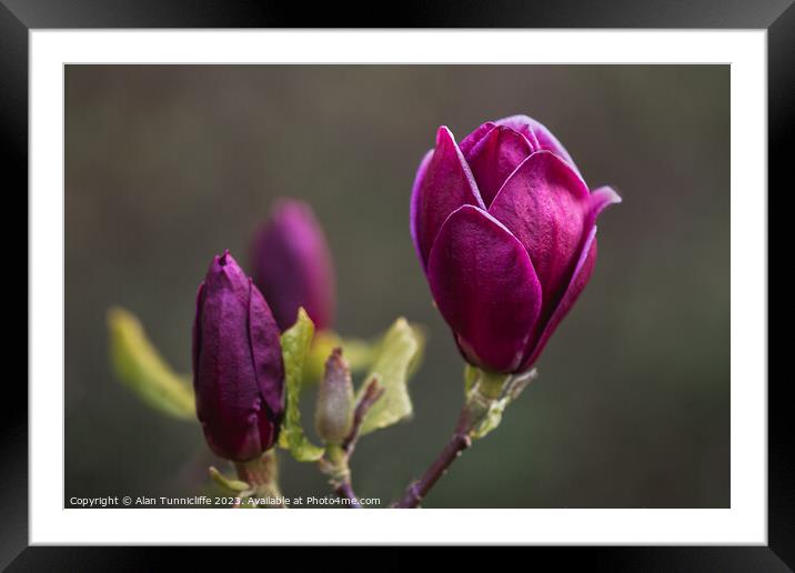 Radiant purple bloom Framed Mounted Print by Alan Tunnicliffe