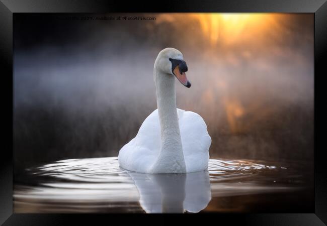 Graceful Swan on a Serene Lake Framed Print by Alan Tunnicliffe