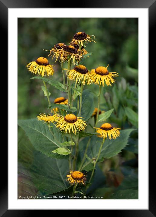 Yellow oxeye Framed Mounted Print by Alan Tunnicliffe