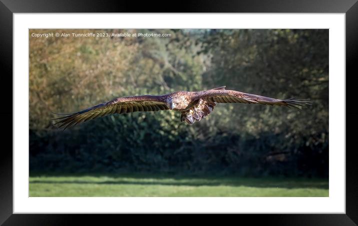 golden eagle flying Framed Mounted Print by Alan Tunnicliffe