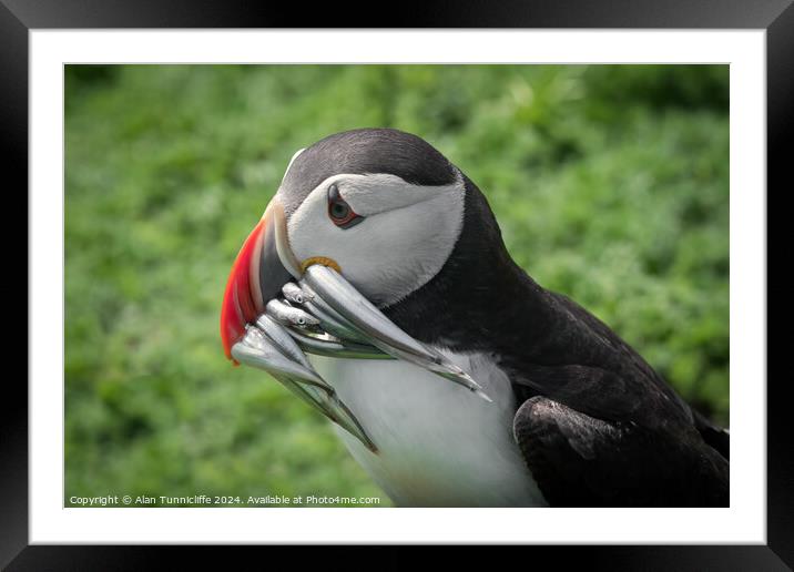 Atlantic puffin Framed Mounted Print by Alan Tunnicliffe