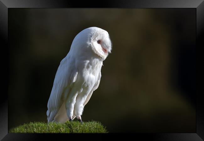 Leucistic barn owl Framed Print by Alan Tunnicliffe