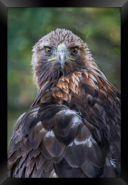 Golden eagle Framed Print by Alan Tunnicliffe