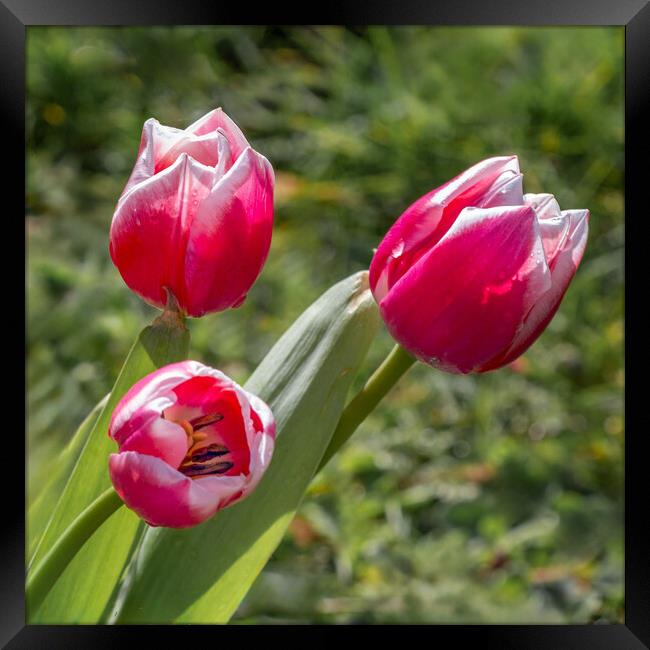 tulips Framed Print by Alan Tunnicliffe