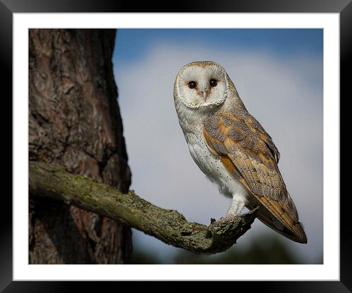 Barn Owl Framed Mounted Print by Alan Tunnicliffe