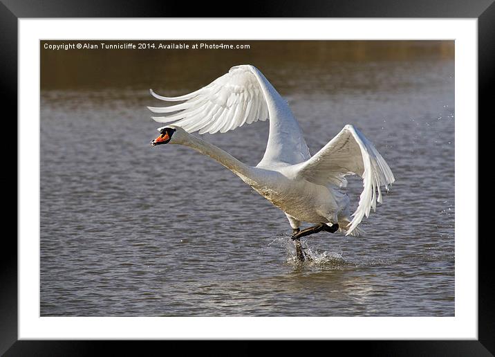 Majestic swan Takes Flight Framed Mounted Print by Alan Tunnicliffe