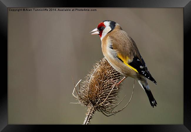 The Majestic european goldfinch Framed Print by Alan Tunnicliffe