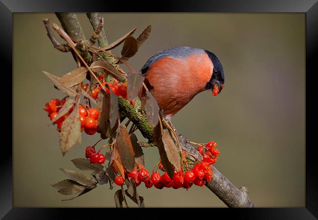 The Majestic male bullfinch Framed Print by Alan Tunnicliffe