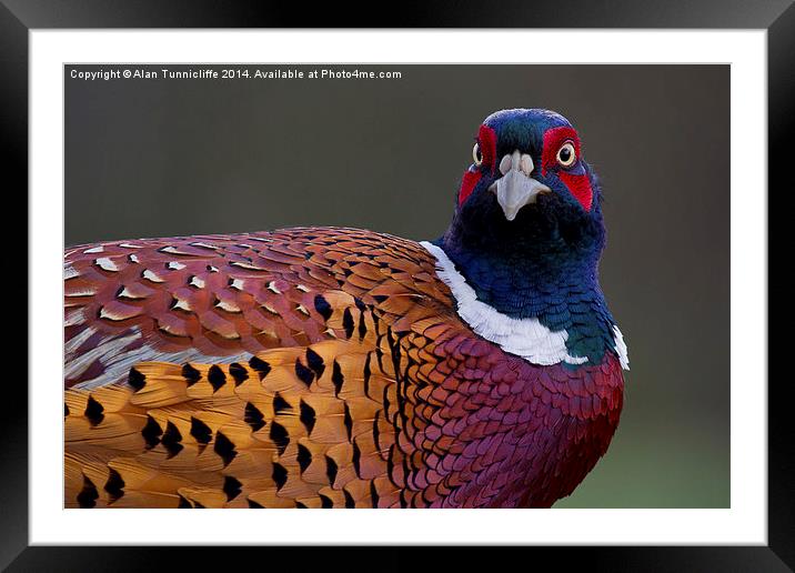 Majestic male pheasant Framed Mounted Print by Alan Tunnicliffe