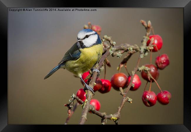 blue tit Framed Print by Alan Tunnicliffe