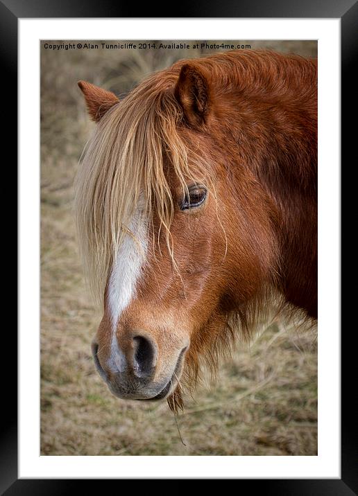 Majestic wild pony on llanddwyn island Framed Mounted Print by Alan Tunnicliffe