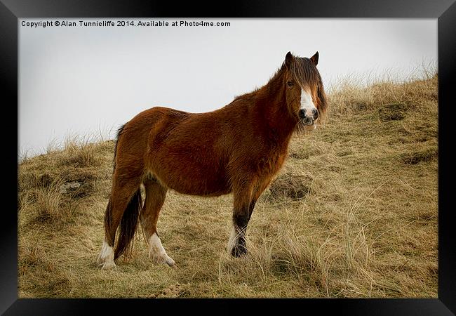 wild pony image Framed Print by Alan Tunnicliffe
