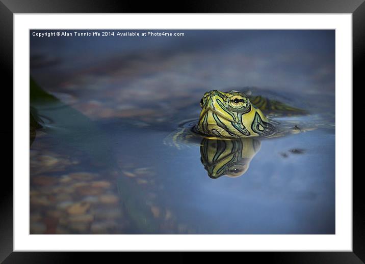 reflections of a terrapin Framed Mounted Print by Alan Tunnicliffe