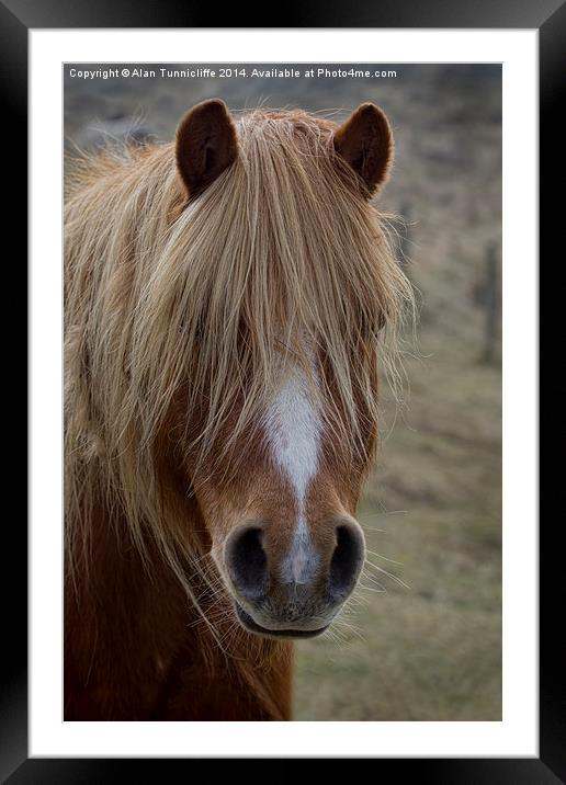 pony portrait Framed Mounted Print by Alan Tunnicliffe