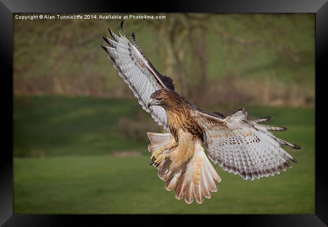 Majestic redhtailed hawk flying Framed Print by Alan Tunnicliffe