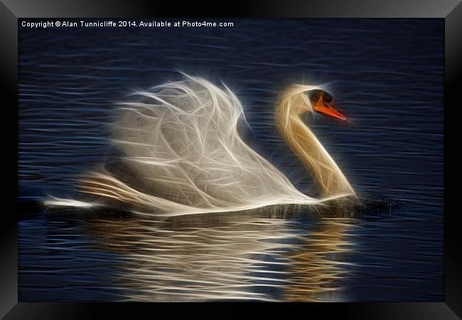 Mute Swan Framed Print by Alan Tunnicliffe