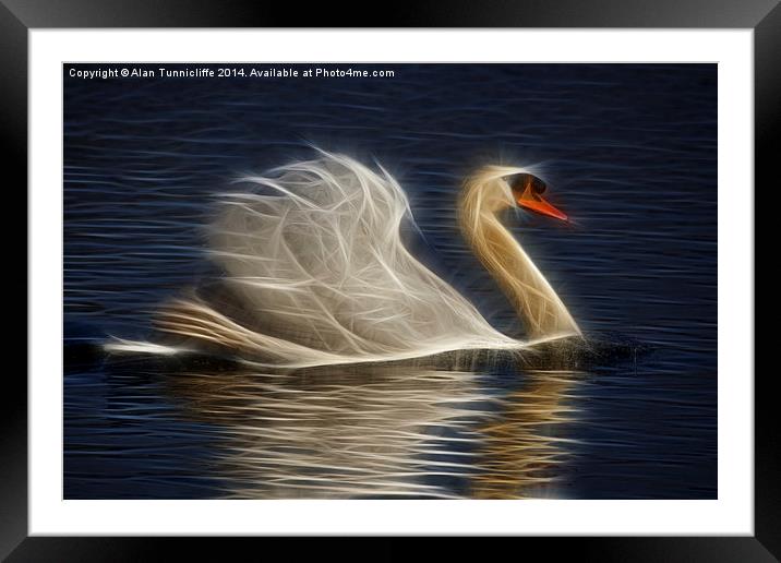 Mute Swan Framed Mounted Print by Alan Tunnicliffe