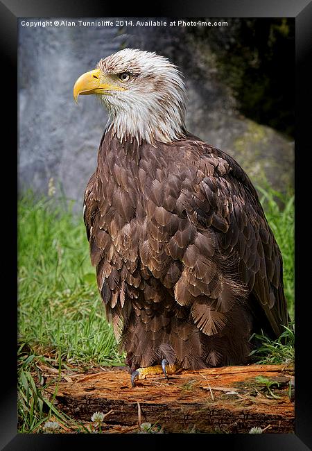  Bald Eagle Framed Print by Alan Tunnicliffe