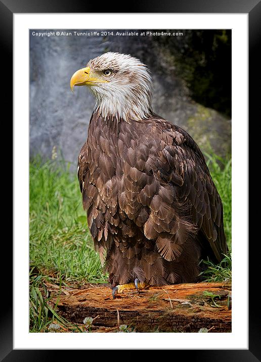  Bald Eagle Framed Mounted Print by Alan Tunnicliffe