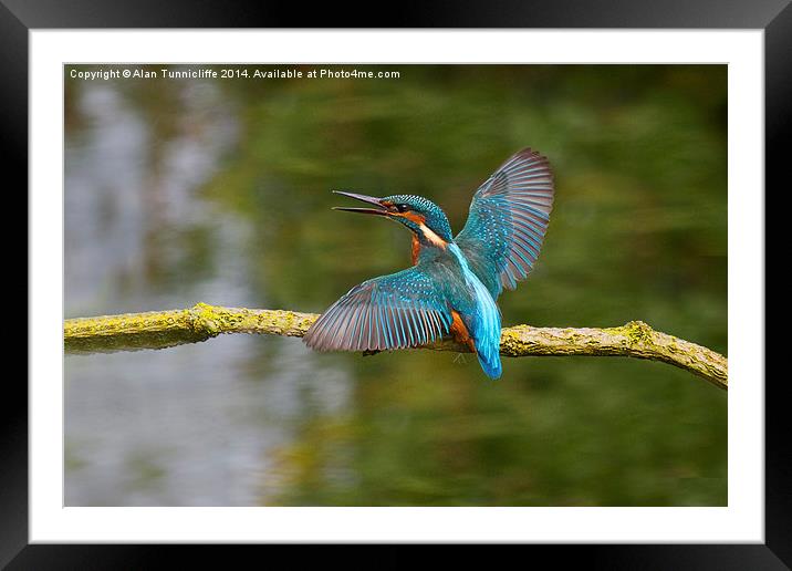  Kingfisher Framed Mounted Print by Alan Tunnicliffe