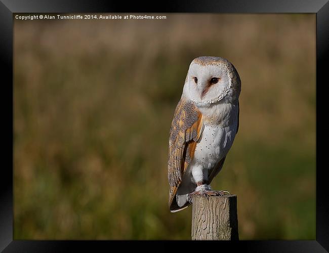  Barn Owl Framed Print by Alan Tunnicliffe