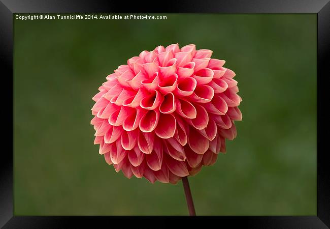  Dahlia in Bloom Framed Print by Alan Tunnicliffe