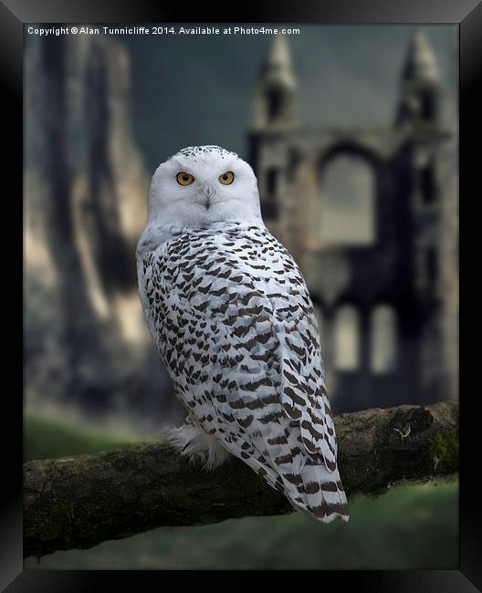  Snowy Owl Framed Print by Alan Tunnicliffe