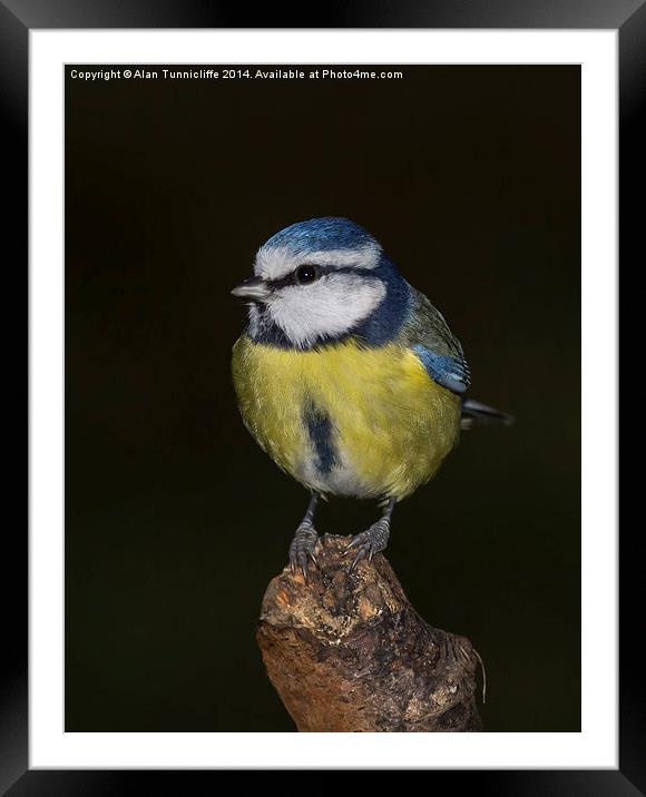  Blue Tit Framed Mounted Print by Alan Tunnicliffe