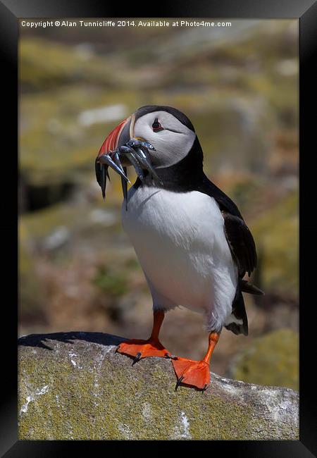  Puffin with Sandeels Framed Print by Alan Tunnicliffe