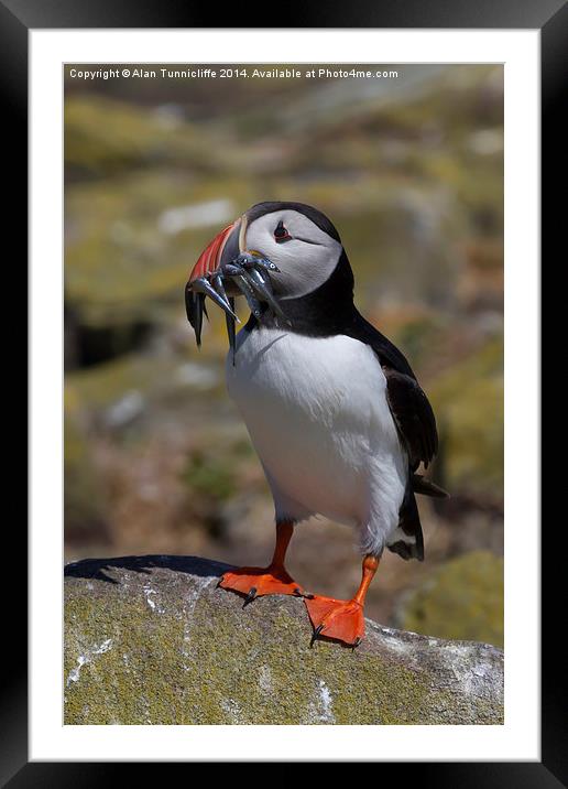  Puffin with Sandeels Framed Mounted Print by Alan Tunnicliffe