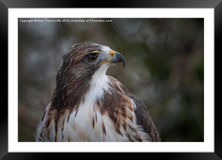  Red tailed hawk Framed Mounted Print by Alan Tunnicliffe