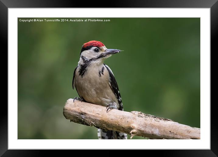  Woodpecker Framed Mounted Print by Alan Tunnicliffe