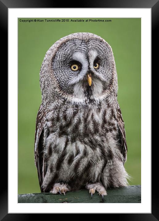  Great Grey Owl Framed Mounted Print by Alan Tunnicliffe