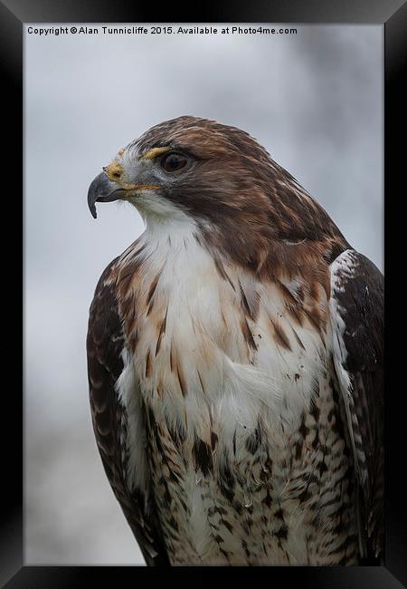  Red-tailed hawk Framed Print by Alan Tunnicliffe