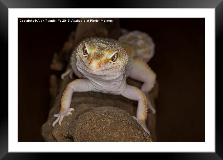  Gecko  Framed Mounted Print by Alan Tunnicliffe