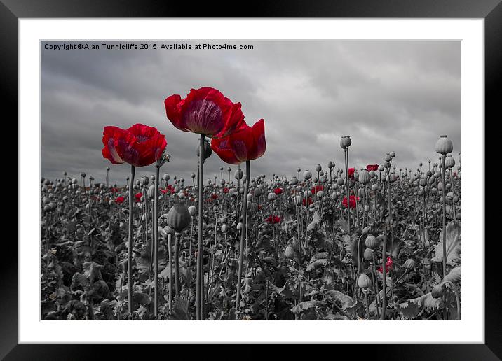  Opium Poppy Field Framed Mounted Print by Alan Tunnicliffe