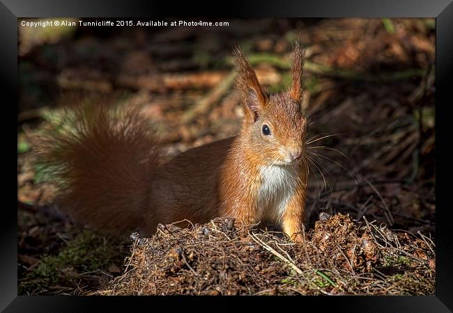  Red Squirrel Framed Print by Alan Tunnicliffe
