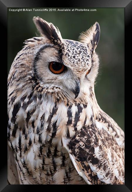  Eagle Owl Framed Print by Alan Tunnicliffe