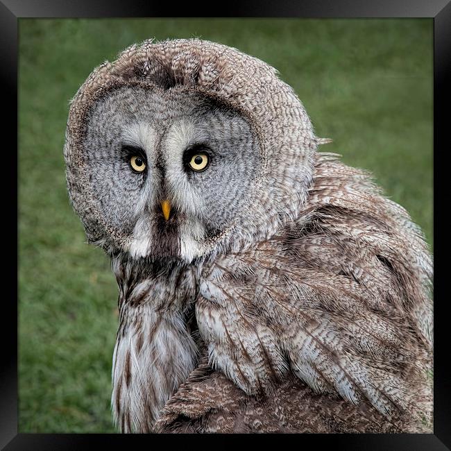 Majestic Great Grey Owl Staring into the Wild Framed Print by Alan Tunnicliffe