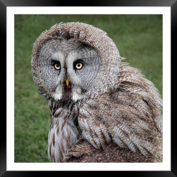 Majestic Great Grey Owl Staring into the Wild Framed Mounted Print by Alan Tunnicliffe
