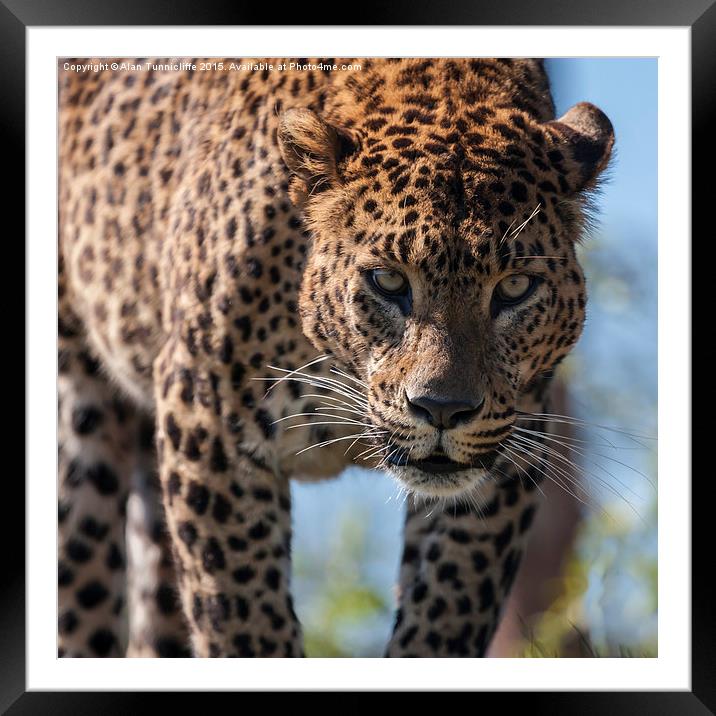  Jaguar Framed Mounted Print by Alan Tunnicliffe