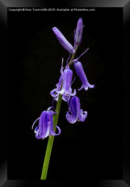  Bluebells Framed Print by Alan Tunnicliffe