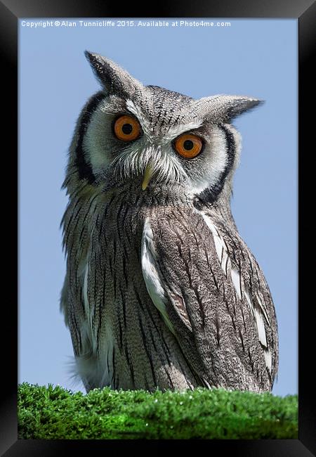  White Faced Scops Owl Framed Print by Alan Tunnicliffe