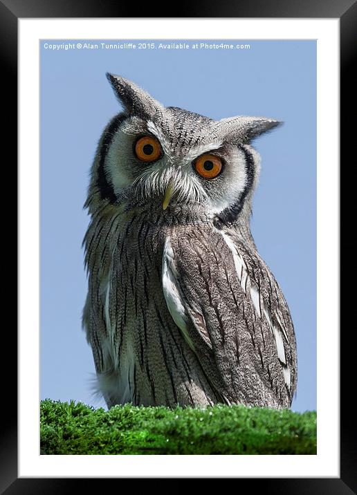  White Faced Scops Owl Framed Mounted Print by Alan Tunnicliffe