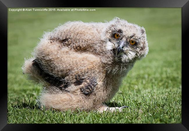  1 month old eagle owl chick Framed Print by Alan Tunnicliffe