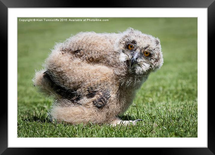  1 month old eagle owl chick Framed Mounted Print by Alan Tunnicliffe