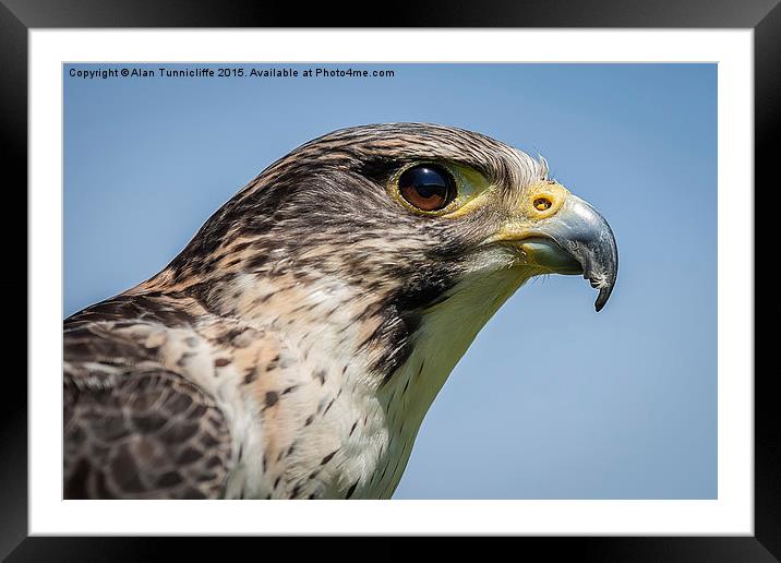  Hybrid Falcon Framed Mounted Print by Alan Tunnicliffe