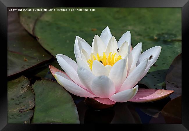  Water lily Framed Print by Alan Tunnicliffe